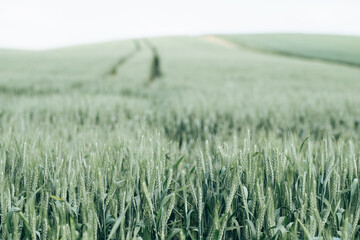 Wall Mural - Freshness spring wheat