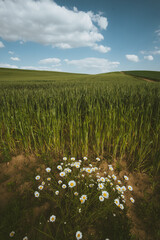 Wall Mural - daisy flower on wheat field
