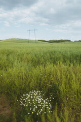 Wall Mural - pylons on the field in the foreground daisy flowers