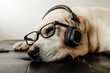 © teeraphan - The Cute Labrador retriever dog sleeping and relax with headphone and glasses
