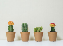 Closeup Group Of Beautiful Cactus In Brown Plastic Pot For Decorate On Blurred White Wooden Desk And Cream Color Wallpaper Wall Textured Background In Room With Copy Space
