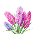  watercolor bouquet of hyacinths
