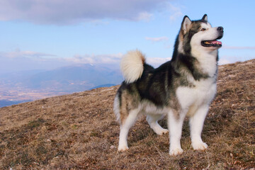 Portrait of Alaskan Malamute Dog