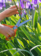 Cutting flowers with scissors in the garden