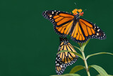 Fototapeta  - Two monarch butterflies are perched on a flower in the garden