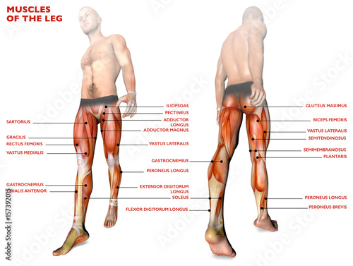 Corpo Organi Illustrazione Umano 3d Contiene Un Po Uno Tessuto Umano Organi Cosa No La Approssimativamente Canstock