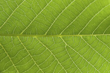 Big Green Leaf Texture With Detailed Structure, Veins And Repeated Pattern