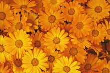 Background Of Orange Flowers Closeup