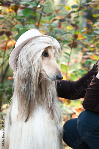Afghan Hound Portrait Trying On A Hat Coquette