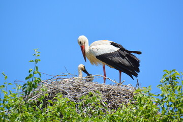 Nachwuchs bei Familie Storch