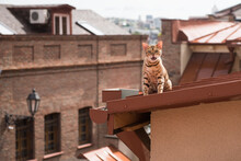 Leopard Cat Walking On The Roofs Of Tbilisi