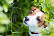 jack russel terrier summer