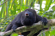 Black Howler Monkey, Aluatta Pigra, Sitting On A Tree In Belize Jungle And Howling Like Crazy. They Are Also Found In Mexico And Guatemala. They Are Eating Mostly Leaves And Occasional Fruits.