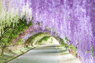 Wisteria Tunnel at Kawachi Fuji Garden (Fukuoka, Japan)