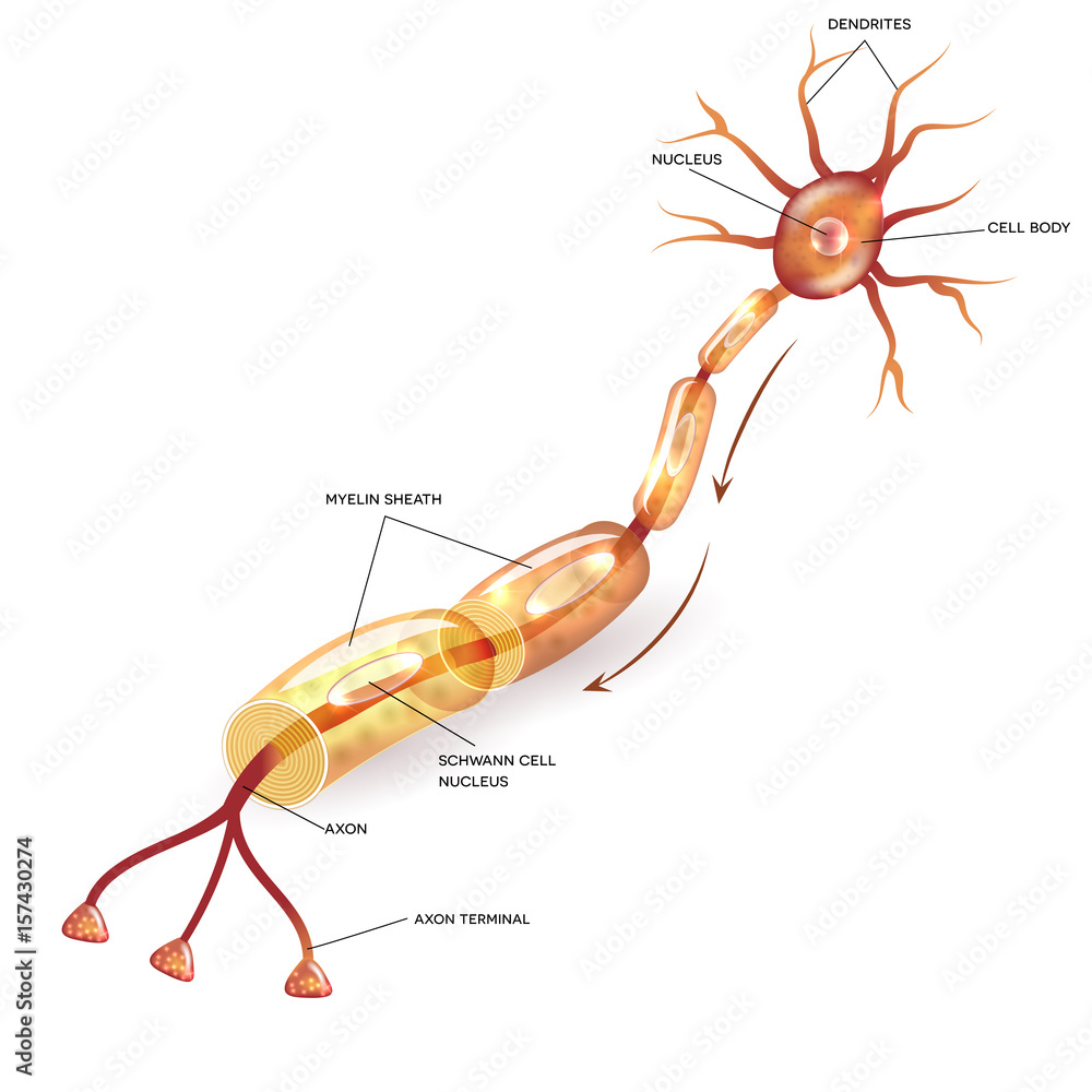 Neuron, nerve cell axon and myelin sheath substance that surrounds the ...
