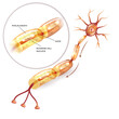 Neuron, nerve cell axon and myelin sheath  substance that surrounds the axon detailed anatomy illustration