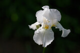 White iris flower close up photo