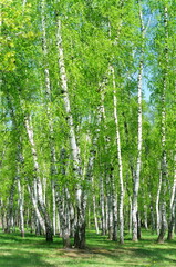 Birch Grove, vertical composition