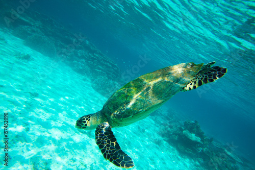 Zdjęcie XXL Żółw siedzi w korale pod powierzchnią wody