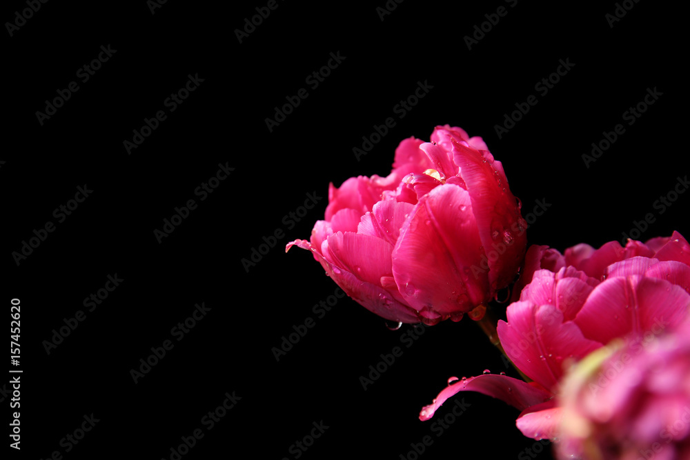 Beautiful tulip flowers on black background, closeup