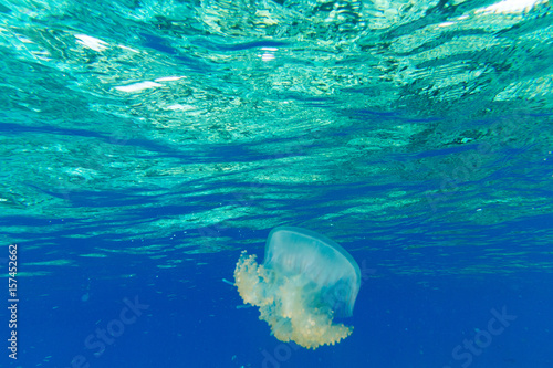 Zdjęcie XXL Podwodny świat krajobraz
