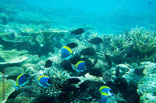 Zdjęcie XXL Podwodny świat krajobraz