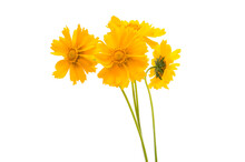 Yellow Flower Coreopsis Isolated