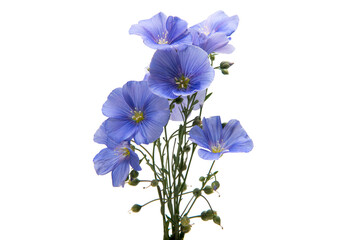 Poster - Flax flowers isolated