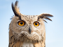 Close Up Portrait Of An Eagle Owl (Bubo Bubo) Agaisnt Blue Sky With Yellow And Big Eyes