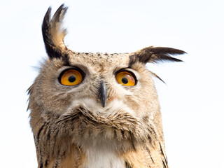 close up portrait of an eagle owl (bubo bubo) isolated on white background with a funny expression
