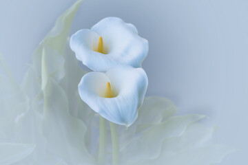 two calla lilies on white soft background