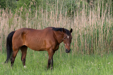 Wall Mural - Grasendes Pferd