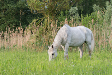 Wall Mural - Grasendes Pferd