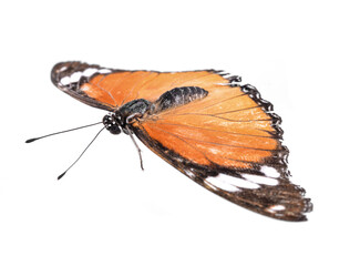 Wall Mural - Orange  butterfly isolated on white background