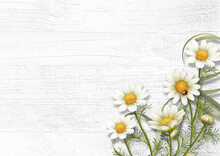 Daisy Chamomile Flowers On Wooden Background. View With Copy Space