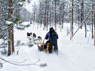 Wall Mural - Family riding husky dogs sled in Finnish Lapland