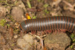 Millipede walking over stones at Valley Falls Park, Connecticut
