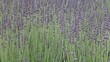 Lavender Field Background #6