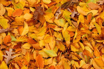 yellow fallen leaves background