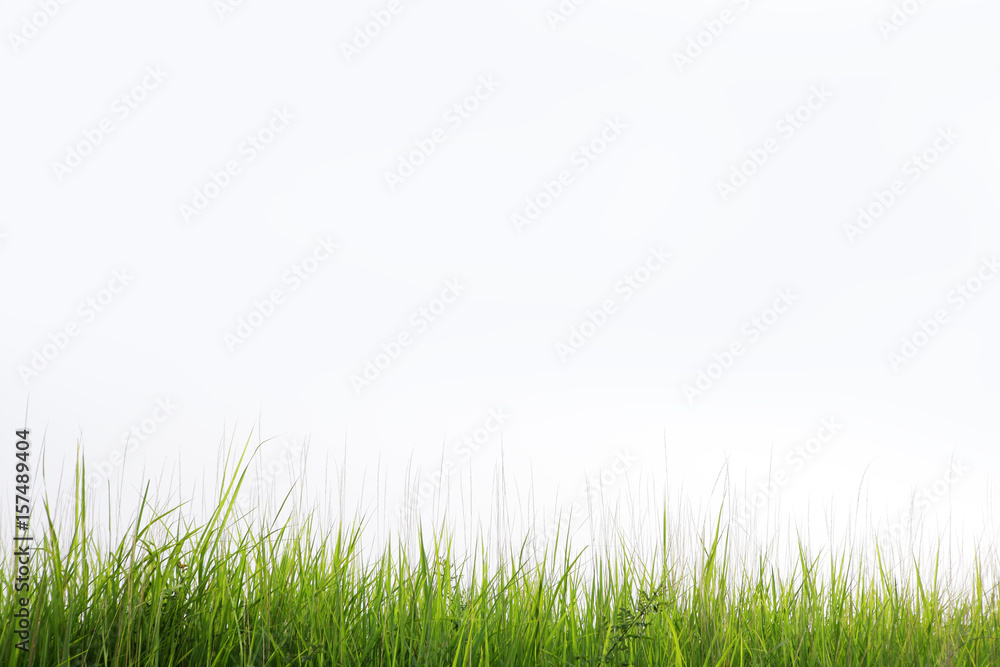 reeds grass isolated on white background - obrazy, fototapety, plakaty 