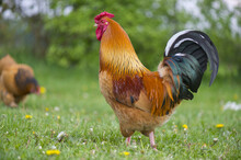 Free Range Cock At The Farm