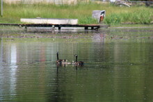 Two Adult Geese Swimming In A Small Lake With Goslings