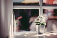 White Flowers In A Tin Pot Near The Window, Vintage Color Tone