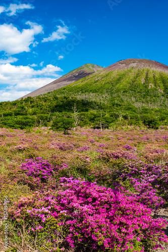 霧島 鹿ヶ原のミヤマキリシマ Buy This Stock Photo And Explore Similar Images At Adobe Stock Adobe Stock