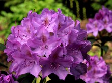 Pretty Flowers Of Rhododendron Bush At Spring