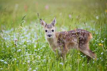 young wild roe deer in grass, capreolus capreolus. new born roe deer, wild spring nature.