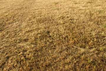 Straw floor