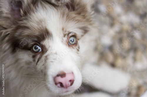 Red Merle Border Collie Puppy Playing Buy This Stock Photo And