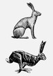 Rabbit or hare sitting and running hand drawn, engraved wild animals in vintage or retro style, zoology set european
