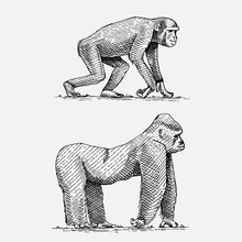 Western Or Mountain Gorilla And Chimpanzee Hand Drawn, Engraved Wild Animals In Vintage Or Retro Style, Zoology African Set